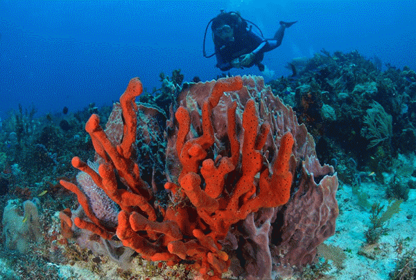 Private Beginner Scuba Diving - Private Tour Cancun
