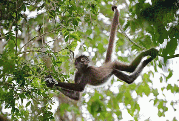 Spider Monkey Jungle Tour Cancun - Private Tour Cancun