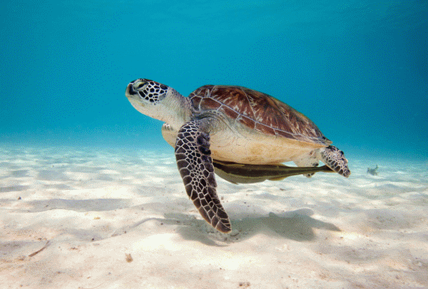 Marine Turtle Snorkel Tour Cancun