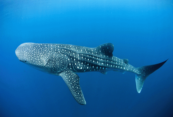 Whale Shark Tour Cancun - Private Tour Cancun